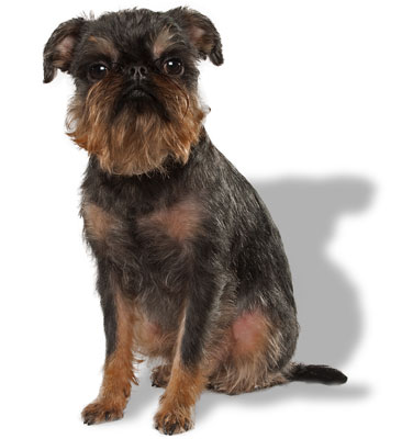 IMGOSBULL NEW-FANGLED